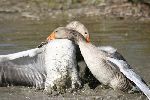 Photo albulle/datas/photos/oiseaux/10.jpg