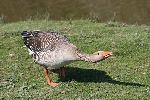 Photo albulle/datas/photos/oiseaux/13.jpg