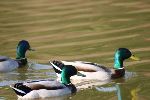 Photo albulle/datas/photos/oiseaux/14.jpg