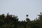 Photo albulle/datas/photos/oiseaux/15.jpg