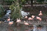 Photo albulle/datas/photos/oiseaux/19.jpg