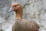 Photo albulle/datas/photos/oiseaux/22.jpg