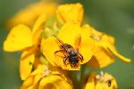 Photo albulle/datas/photos/insectes/2.jpg