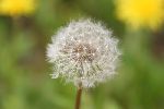 Photo albulle/datas/photos/insectes/6.jpg