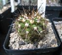 Photo albulle/datas/photos/cactus_succulentes/copiapoa/AW89_chanaral_caldera.jpg
