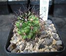 Photo albulle/datas/photos/cactus_succulentes/copiapoa/AW95_sudlich_vallenar.jpg