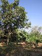 Photo albulle/datas/photos/burkina_faso/2008_laongo_koubri/IMG_0076.jpg