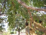 Photo albulle/datas/photos/burkina_faso/2008_laongo_koubri/IMG_0085.jpg