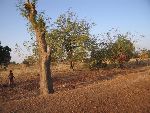 Photo albulle/datas/photos/burkina_faso/2008_laongo_koubri/IMG_0098.jpg