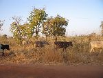 Photo albulle/datas/photos/burkina_faso/2008_laongo_koubri/IMG_0166.jpg