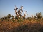 Photo albulle/datas/photos/burkina_faso/2008_laongo_koubri/IMG_0168.jpg