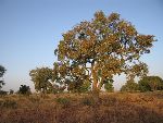 Photo albulle/datas/photos/burkina_faso/2008_laongo_koubri/IMG_0170.jpg