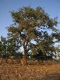 Photo albulle/datas/photos/burkina_faso/2008_laongo_koubri/IMG_0173.jpg