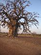 Photo albulle/datas/photos/burkina_faso/2008_laongo_koubri/IMG_0179.jpg