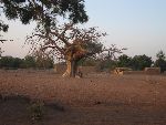Photo albulle/datas/photos/burkina_faso/2008_laongo_koubri/IMG_0180.jpg