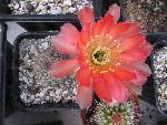 Photo albulle/datas/photos/cactus_succulentes/echinopsis/IMG_2554.JPG