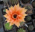 Photo albulle/datas/photos/cactus_succulentes/echinopsis/IMG_2723.JPG