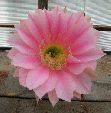 Photo albulle/datas/photos/cactus_succulentes/echinopsis/IMG_2745.JPG