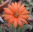 Photo albulle/datas/photos/cactus_succulentes/echinopsis/IMG_2764.JPG