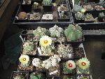 Photo albulle/datas/photos/cactus_succulentes/astrophytum/IMG_2862.JPG