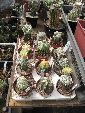 Photo albulle/datas/photos/cactus_succulentes/astrophytum/IMG_2863.JPG