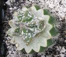 Photo albulle/datas/photos/cactus_succulentes/astrophytum/IMG_2909.JPG