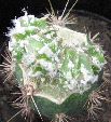 Photo albulle/datas/photos/cactus_succulentes/astrophytum/IMG_2911.JPG