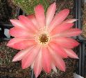 Photo albulle/datas/photos/cactus_succulentes/echinopsis/IMG_2924.JPG