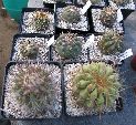 Photo albulle/datas/photos/cactus_succulentes/gardenia2010/IMG_2987.JPG