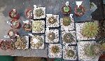 Photo albulle/datas/photos/cactus_succulentes/gardenia2010/IMG_2989.JPG