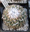Photo albulle/datas/photos/cactus_succulentes/gardenia2010/IMG_2991.JPG