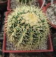 Photo albulle/datas/photos/cactus_succulentes/gardenia2010/IMG_2997.JPG
