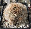 Photo albulle/datas/photos/cactus_succulentes/gardenia2010/IMG_3000.JPG
