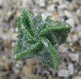 Photo albulle/datas/photos/cactus_succulentes/astrophytum/IMG_3248.JPG