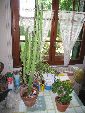 Photo albulle/datas/photos/cactus_succulentes/euphorbe/IMG_8241.jpg
