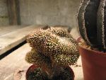 Photo albulle/datas/photos/cactus_succulentes/cristation/IMG_8246.jpg