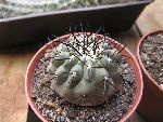 Photo albulle/datas/photos/hollande2007_mes_achats/IMG_8262_copiapoa_cinerea.jpg
