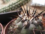 Photo albulle/datas/photos/cactus_succulentes/copiapoa/IMG_8266_copiapoa_cinerea_var_rupestris.jpg