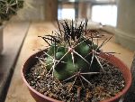 Photo albulle/datas/photos/cactus_succulentes/copiapoa/IMG_8267.jpg