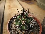 Photo albulle/datas/photos/cactus_succulentes/copiapoa/IMG_8268.jpg