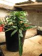 Photo albulle/datas/photos/hollande2007_mes_achats/IMG_8291_pachypodium_lamerei_cristata.jpg