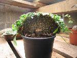 Photo albulle/datas/photos/hollande2007_mes_achats/IMG_8292_pachypodium_lamerei_cristata.jpg