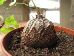 Photo albulle/datas/photos/hollande2007_mes_achats/IMG_8294_dioscorea_elephantipes.jpg