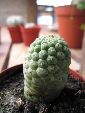 Photo albulle/datas/photos/hollande2007_mes_achats/IMG_8302_trichocaulon.jpg