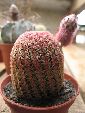 Photo albulle/datas/photos/hollande2007_mes_achats/IMG_8344_echinocereus_rigidissimus_rubrispinus.jpg