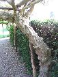 Photo albulle/datas/photos/angleterre_kent/IMG_8657.jpg