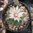 Photo albulle/datas/photos/cactus_succulentes/turbinicarpus/IMG_9396_turbi.jpg