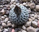 Photo albulle/datas/photos/cactus_succulentes/turbinicarpus/Pelecyphora_pseudopectinata.jpg