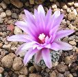 Photo albulle/datas/photos/cactus_succulentes/turbinicarpus/Pelecyphora_pseudopectinata_2.jpg