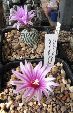 Photo albulle/datas/photos/cactus_succulentes/turbinicarpus/Pelecyphora_pseudopectinata_4.jpg